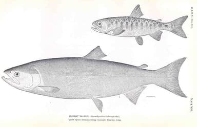 Chinook Salmon
