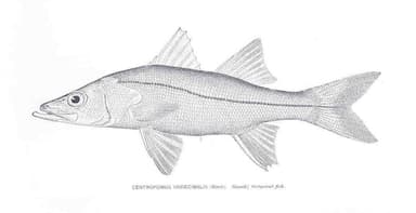 Snook