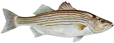 Striped Bass