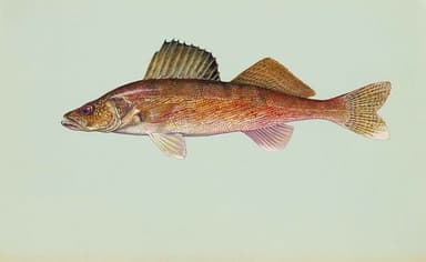 Walleye